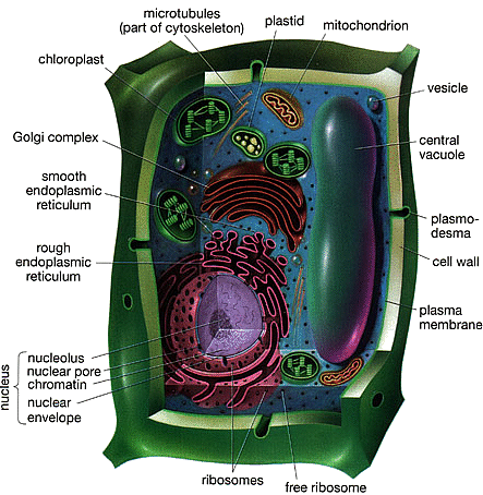 3d Animal Cell Model With Labels. Plant+cell+diagram+with+